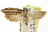  ( - CCDB-15740-D09)  @11 [ ] CreativeCommons - Attribution (2011) ANIC/CBG Photography Group Centre for Biodiversity Genomics
