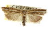  ( - CCDB-15740-D11)  @11 [ ] CreativeCommons - Attribution (2011) ANIC/CBG Photography Group Centre for Biodiversity Genomics