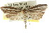  ( - CCDB-15740-E01)  @11 [ ] CreativeCommons - Attribution (2011) ANIC/CBG Photography Group Centre for Biodiversity Genomics