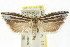  ( - CCDB-15740-E02)  @11 [ ] CreativeCommons - Attribution (2011) ANIC/CBG Photography Group Centre for Biodiversity Genomics