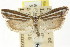  ( - CCDB-15740-E03)  @13 [ ] CreativeCommons - Attribution (2011) ANIC/CBG Photography Group Centre for Biodiversity Genomics