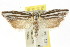  ( - CCDB-15740-E05)  @14 [ ] CreativeCommons - Attribution (2011) ANIC/CBG Photography Group Centre for Biodiversity Genomics