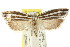  ( - CCDB-15740-E07)  @14 [ ] CreativeCommons - Attribution (2011) ANIC/CBG Photography Group Centre for Biodiversity Genomics