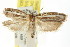  ( - CCDB-15740-E08)  @13 [ ] CreativeCommons - Attribution (2011) ANIC/CBG Photography Group Centre for Biodiversity Genomics