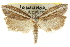  ( - CCDB-15740-E09)  @11 [ ] CreativeCommons - Attribution (2011) ANIC/CBG Photography Group Centre for Biodiversity Genomics