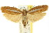  ( - CCDB-15740-E10)  @11 [ ] CreativeCommons - Attribution (2011) ANIC/CBG Photography Group Centre for Biodiversity Genomics