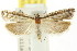  ( - CCDB-15740-F01)  @11 [ ] CreativeCommons - Attribution (2011) ANIC/CBG Photography Group Centre for Biodiversity Genomics