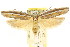  ( - CCDB-15740-F11)  @11 [ ] CreativeCommons - Attribution (2011) ANIC/CBG Photography Group Centre for Biodiversity Genomics