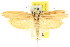  ( - CCDB-15740-G01)  @11 [ ] CreativeCommons - Attribution (2011) ANIC/CBG Photography Group Centre for Biodiversity Genomics
