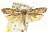  ( - CCDB-15740-G03)  @11 [ ] CreativeCommons - Attribution (2011) ANIC/CBG Photography Group Centre for Biodiversity Genomics