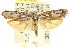  ( - CCDB-15740-G05)  @14 [ ] CreativeCommons - Attribution (2011) ANIC/CBG Photography Group Centre for Biodiversity Genomics