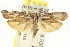  (Catoryctis sp. ANIC13 - CCDB-15740-G06)  @15 [ ] CreativeCommons - Attribution (2011) ANIC/CBG Photography Group Centre for Biodiversity Genomics