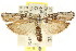  ( - CCDB-15740-G08)  @15 [ ] CreativeCommons - Attribution (2011) ANIC/CBG Photography Group Centre for Biodiversity Genomics