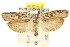  ( - CCDB-15740-G10)  @15 [ ] CreativeCommons - Attribution (2011) ANIC/CBG Photography Group Centre for Biodiversity Genomics