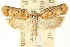  ( - CCDB-15740-H02)  @11 [ ] CreativeCommons - Attribution (2011) ANIC/CBG Photography Group Centre for Biodiversity Genomics