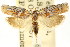  ( - CCDB-15740-H04)  @11 [ ] CreativeCommons - Attribution (2011) ANIC/CBG Photography Group Centre for Biodiversity Genomics