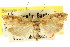  ( - CCDB-15740-H06)  @11 [ ] CreativeCommons - Attribution (2011) ANIC/CBG Photography Group Centre for Biodiversity Genomics