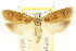  ( - CCDB-15740-H09)  @11 [ ] CreativeCommons - Attribution (2011) ANIC/CBG Photography Group Centre for Biodiversity Genomics