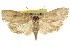  ( - CCDB-15741-E07)  @11 [ ] CreativeCommons - Attribution (2011) ANIC/CBG Photography Group Centre for Biodiversity Genomics