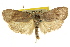  ( - CCDB-15741-E09)  @11 [ ] CreativeCommons - Attribution (2011) ANIC/CBG Photography Group Centre for Biodiversity Genomics