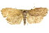  ( - CCDB-15741-E10)  @13 [ ] CreativeCommons - Attribution (2011) ANIC/CBG Photography Group Centre for Biodiversity Genomics