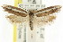  (Procometis sp. ANIC20 - CCDB-15742-A11)  @13 [ ] CreativeCommons - Attribution (2011) ANIC/CBG Photography Group Centre for Biodiversity Genomics