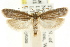  ( - CCDB-15742-B02)  @11 [ ] CreativeCommons - Attribution (2011) ANIC/CBG Photography Group Centre for Biodiversity Genomics