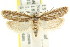  ( - CCDB-15742-B03)  @13 [ ] CreativeCommons - Attribution (2011) ANIC/CBG Photography Group Centre for Biodiversity Genomics
