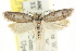  ( - CCDB-15742-C08)  @11 [ ] CreativeCommons - Attribution (2011) ANIC/CBG Photography Group Centre for Biodiversity Genomics