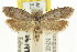  ( - CCDB-15742-D01)  @15 [ ] CreativeCommons - Attribution (2011) ANIC/CBG Photography Group Centre for Biodiversity Genomics
