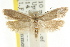  ( - CCDB-15742-D08)  @13 [ ] CreativeCommons - Attribution (2011) ANIC/CBG Photography Group Centre for Biodiversity Genomics