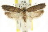  ( - CCDB-15742-E04)  @15 [ ] CreativeCommons - Attribution (2011) ANIC/CBG Photography Group Centre for Biodiversity Genomics
