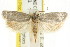  (Scieropepla sp. ANIC13 - CCDB-15742-E08)  @13 [ ] CreativeCommons - Attribution (2011) ANIC/CBG Photography Group Centre for Biodiversity Genomics