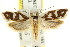  ( - CCDB-15742-G06)  @13 [ ] CreativeCommons - Attribution (2011) ANIC/CBG Photography Group Centre for Biodiversity Genomics