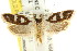  ( - CCDB-15742-G09)  @11 [ ] CreativeCommons - Attribution (2011) ANIC/CBG Photography Group Centre for Biodiversity Genomics