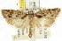 ( - CCDB-15742-G10)  @11 [ ] CreativeCommons - Attribution (2011) ANIC/CBG Photography Group Centre for Biodiversity Genomics