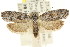  ( - CCDB-15742-H08)  @13 [ ] CreativeCommons - Attribution (2011) ANIC/CBG Photography Group Centre for Biodiversity Genomics