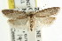  (Scieropepla sp. ANIC5 - CCDB-15743-C09)  @14 [ ] CreativeCommons - Attribution (2011) ANIC/CBG Photography Group Centre for Biodiversity Genomics