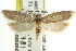  ( - CCDB-15743-C11)  @14 [ ] CreativeCommons - Attribution (2011) ANIC/CBG Photography Group Centre for Biodiversity Genomics