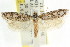  ( - CCDB-15743-D01)  @11 [ ] CreativeCommons - Attribution (2011) ANIC/CBG Photography Group Centre for Biodiversity Genomics
