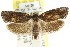  ( - CCDB-15743-D02)  @11 [ ] CreativeCommons - Attribution (2011) ANIC/CBG Photography Group Centre for Biodiversity Genomics