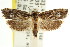  ( - CCDB-15743-D03)  @11 [ ] CreativeCommons - Attribution (2011) ANIC/CBG Photography Group Centre for Biodiversity Genomics