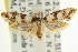  ( - CCDB-15743-E03)  @13 [ ] CreativeCommons - Attribution (2011) ANIC/CBG Photography Group Centre for Biodiversity Genomics