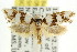 ( - CCDB-15743-E04)  @12 [ ] CreativeCommons - Attribution (2011) ANIC/CBG Photography Group Centre for Biodiversity Genomics