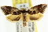  ( - CCDB-15743-E07)  @11 [ ] CreativeCommons - Attribution (2011) ANIC/CBG Photography Group Centre for Biodiversity Genomics