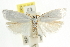  ( - CCDB-15743-F06)  @11 [ ] CreativeCommons - Attribution (2011) ANIC/CBG Photography Group Centre for Biodiversity Genomics