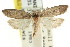  (Clerarcha agana - CCDB-15743-F09)  @14 [ ] CreativeCommons - Attribution (2011) ANIC/CBG Photography Group Centre for Biodiversity Genomics