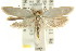  (Scieropepla sp. ANIC46 - CCDB-15743-F12)  @13 [ ] CreativeCommons - Attribution (2011) ANIC/CBG Photography Group Centre for Biodiversity Genomics