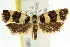  ( - CCDB-15743-H01)  @11 [ ] CreativeCommons - Attribution (2011) ANIC/CBG Photography Group Centre for Biodiversity Genomics