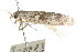  ( - CCDB-15744-A04)  @12 [ ] CreativeCommons - Attribution (2011) ANIC/CBG Photography Group Centre for Biodiversity Genomics